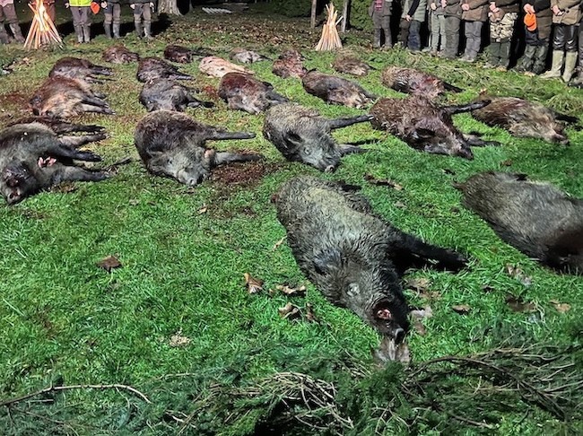 Ausgezeichnete Wildschweinjagd am 9. Dezember in Csesztreg, Komitat Zala, Westungarn