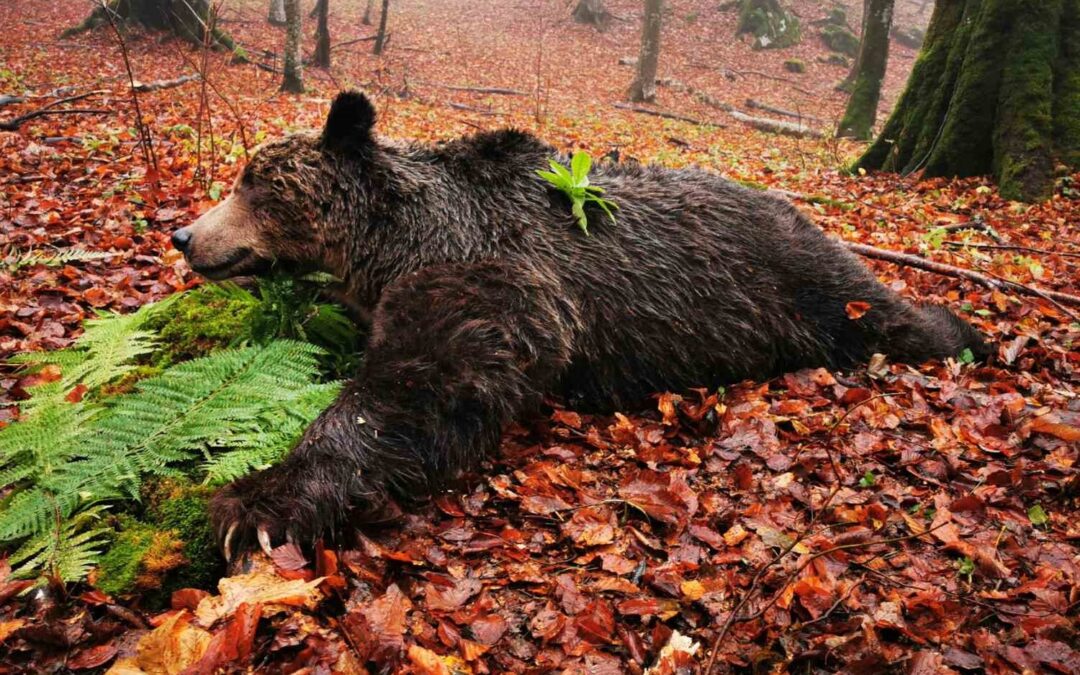 Bären- und Wolfsjagd im Sutjeska-Nationalpark, Bosnien