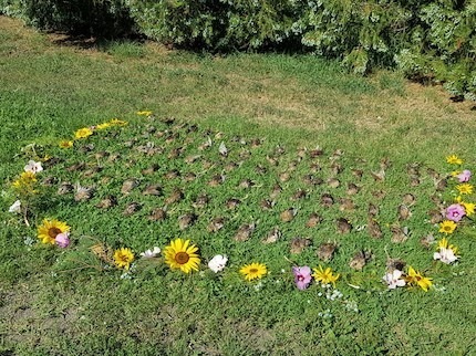 Wachtel und Taubenjagd in Nordserbien, Voivodina