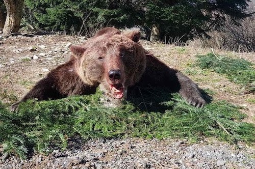 Bärenjagd in Slowenien und Kroatien