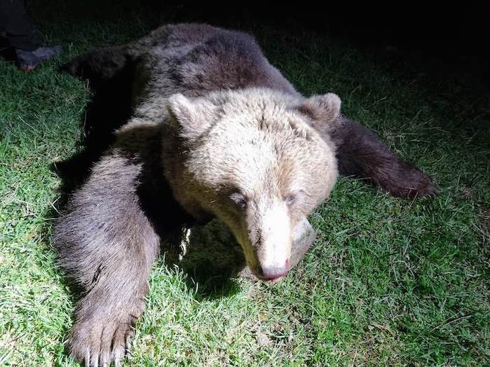 Bärenjagd in Slowenien und Kroatien