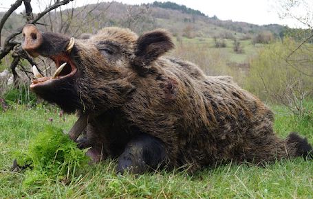 Keilerjagd in der Türkei