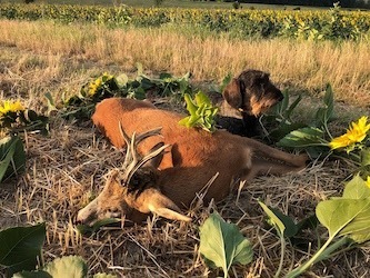 Rehbockjagd mit “Aranyfürt” Jagdgesellschaft, in der Nähe von Szekszárt, Komitat Tolna, Mittelungarn