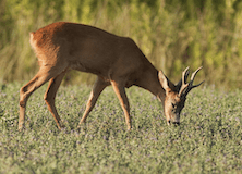 Rehbockjagd mit “Aranyfürt” Jagdgesellschaft, in der Nähe von Szekszárt, Komitat Tolna, Mittelungarn