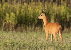 Rehbockjagd mit “Aranyfürt” Jagdgesellschaft, in der Nähe von Szekszárt, Komitat Tolna, Mittelungarn