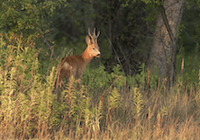 Rehbockjagd mit “Aranyfürt” Jagdgesellschaft, in der Nähe von Szekszárt, Komitat Tolna, Mittelungarn