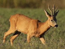 Rehbockjagd mit “Aranyfürt” Jagdgesellschaft, in der Nähe von Szekszárt, Komitat Tolna, Mittelungarn