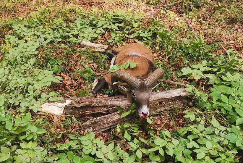 Mufflonwidderjagd bei Bükki Fehérholló Jagdgesellschaft – Lillafüred, Komitat Borsod, Nordostungarn