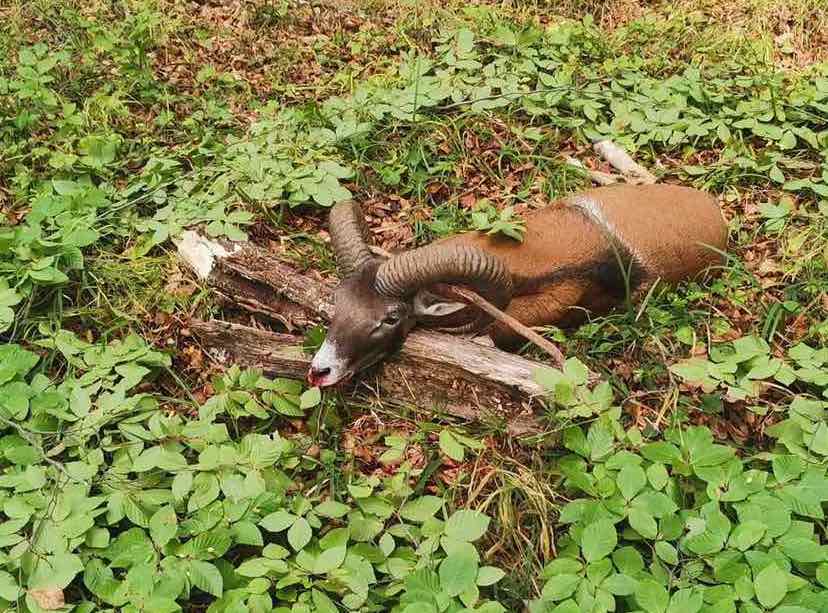 Mufflonwidderjagd bei Bükki Fehérholló Jagdgesellschaft – Lillafüred, Komitat Borsod, Nordostungarn