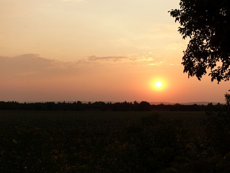 Rehbockjagden in der Nähe des Plattensees (Balaton), Ungarn