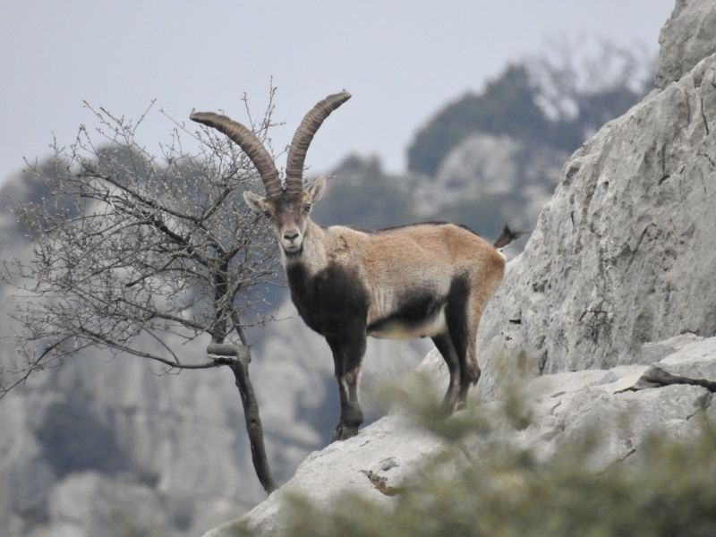 Beceite-Steinbock in Spanien