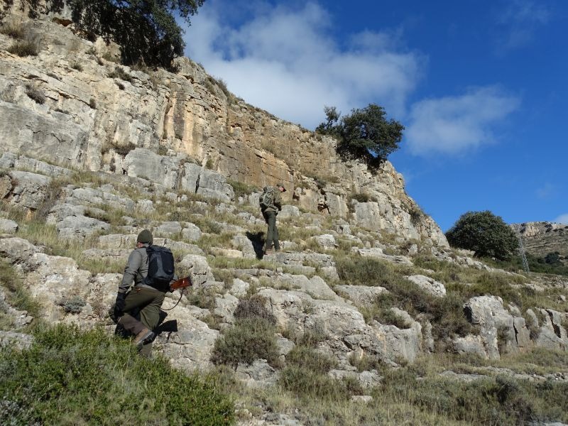 Beceite-Steinbock in Spanien