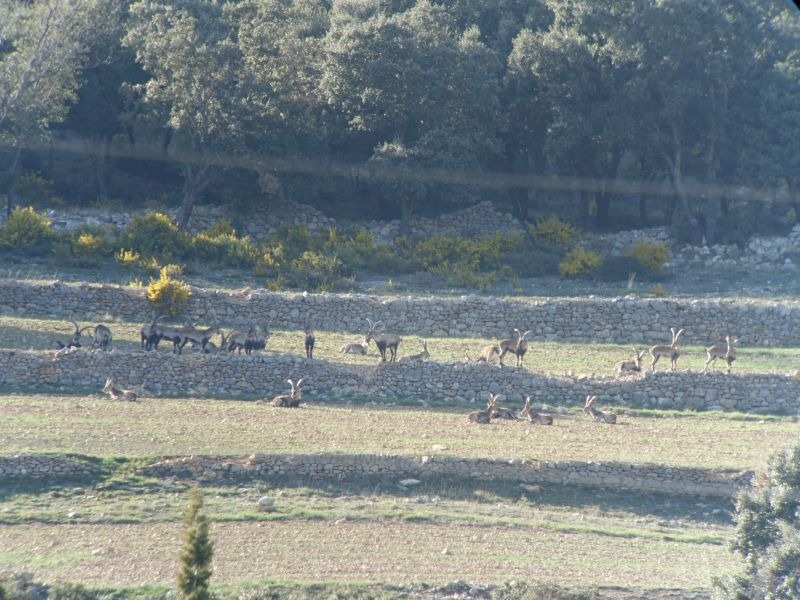 Beceite-Steinbock in Spanien