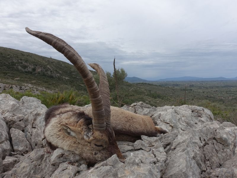 Beceite-Steinbock in Spanien