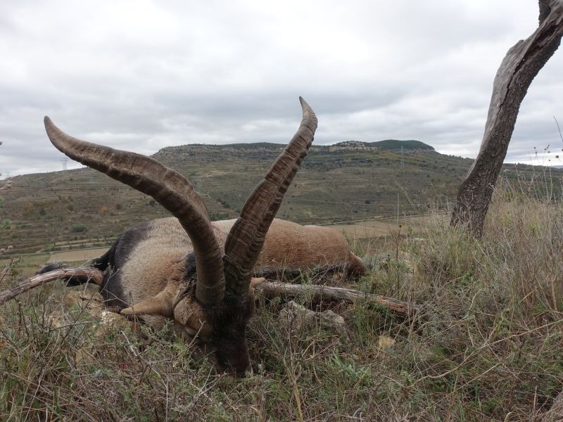 Beceite-Steinbock in Spanien