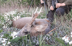 Rumänien: Romania Hunting Outfitter