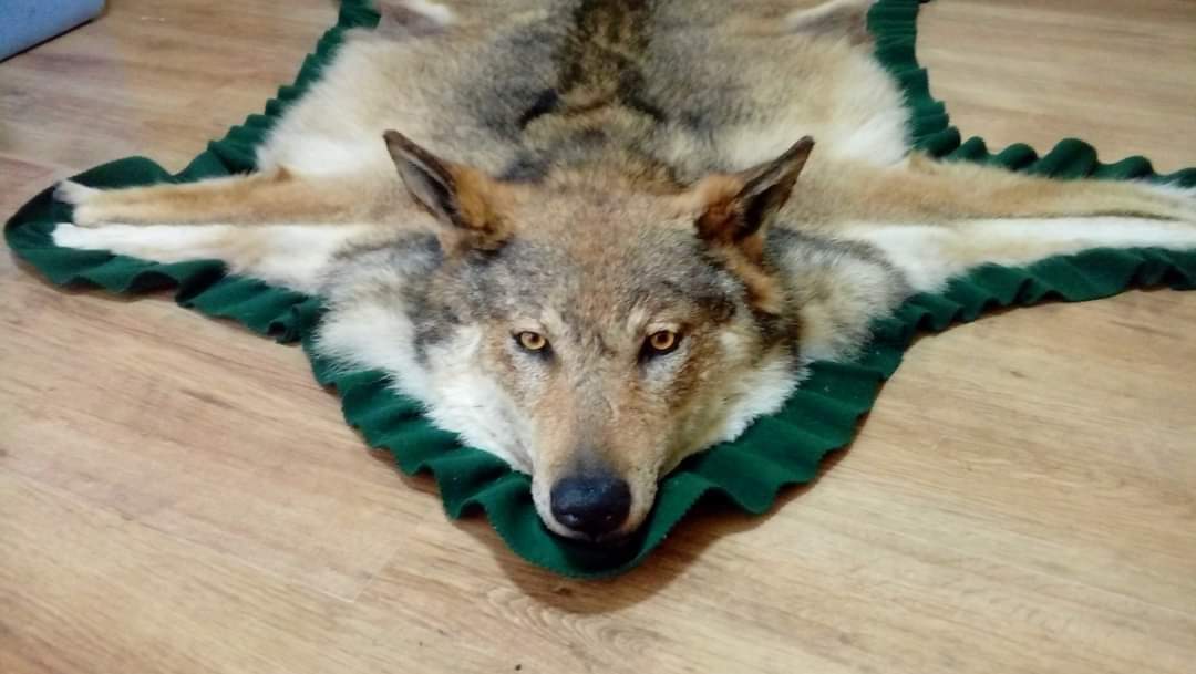 Wolfjagd in Serbien – Südserbien, beheizte Hochsitze